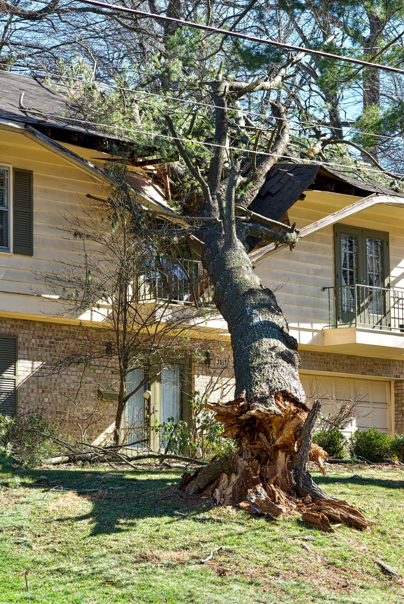 Tree Risk Management: Mitigating Consequences & Enhancing Safety ...