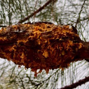 fusiform rust on a pine tree