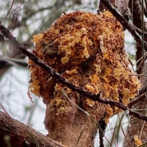 fusiform rust on a pine tree