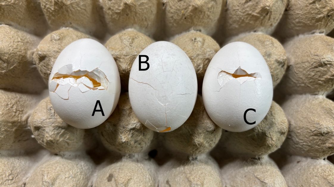 Tips for Enhancing Egg Quality & Safety from Washing to Cooking ...