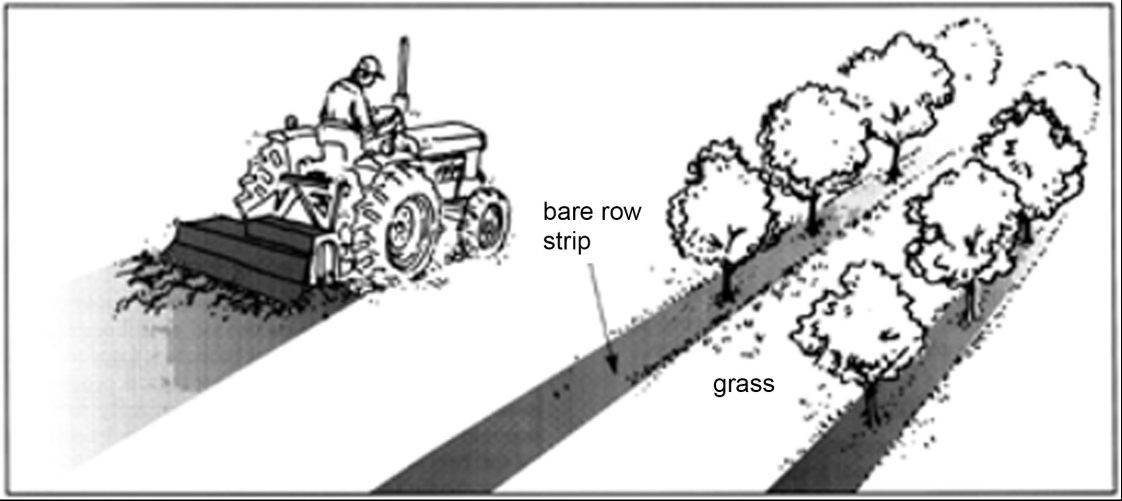 Figure 6. Mechanized tiller used to cultivate bare row strip