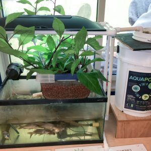 A small-scale aquaponics system.