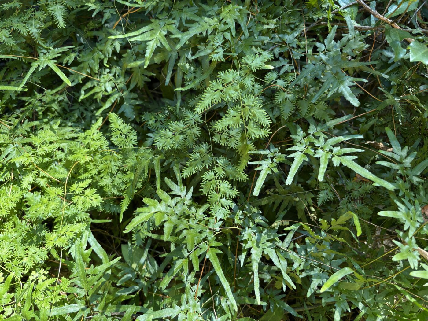 Japanese climbing fern