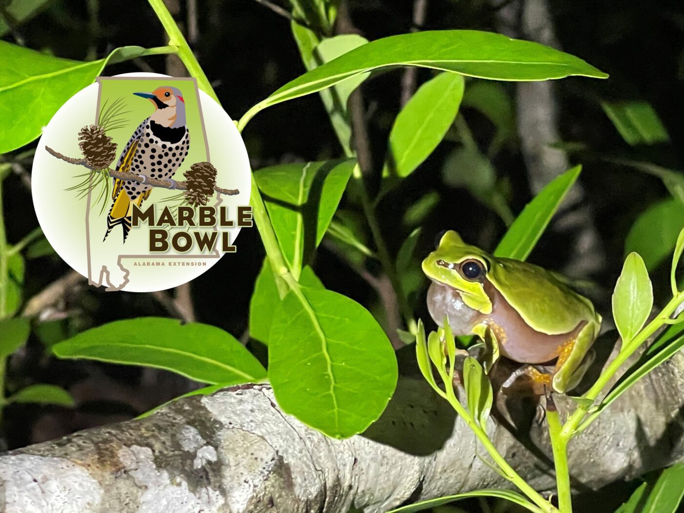 The Marble Bowl logo included on an image of a tree frog in a tree.