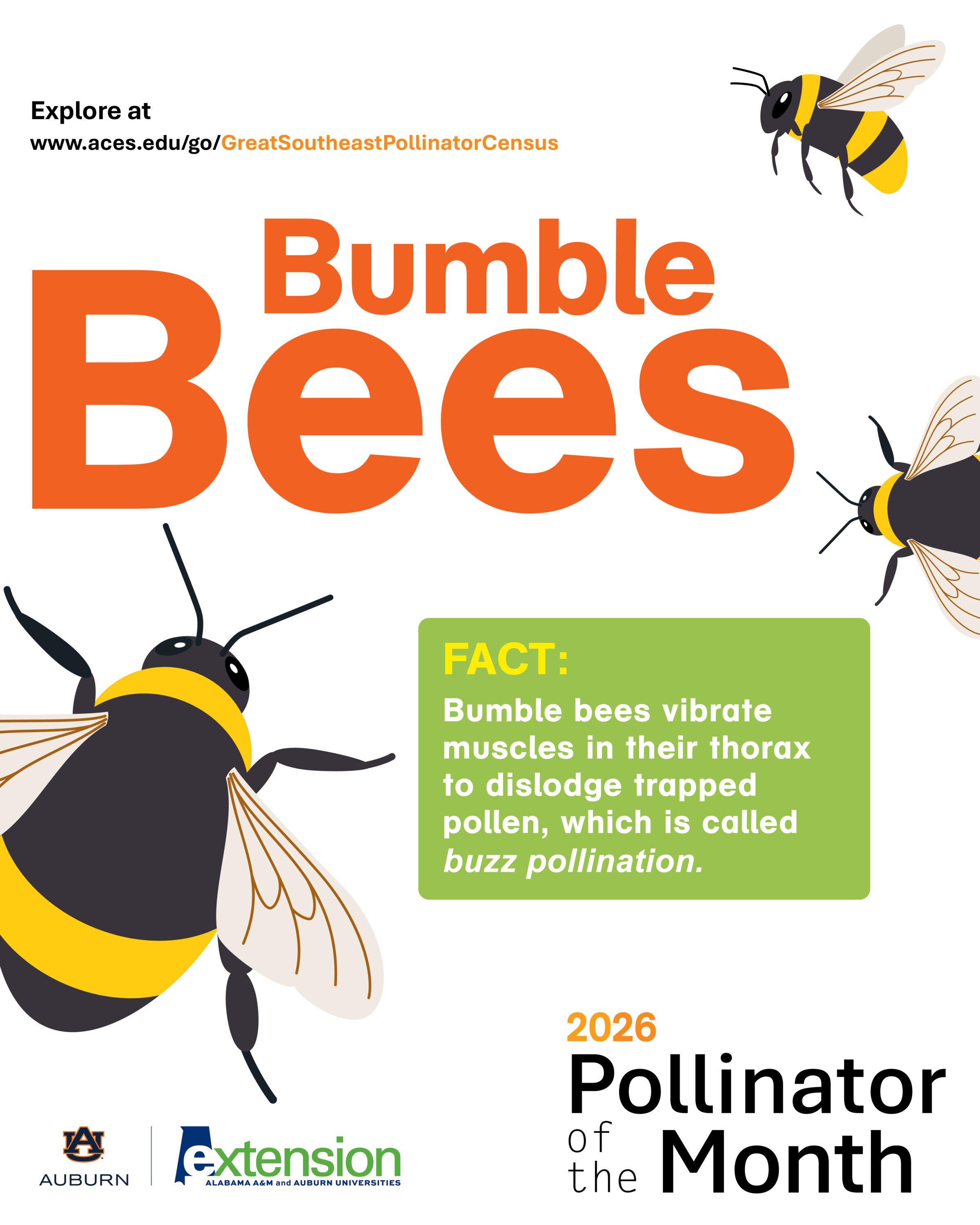 An illustrated graphic of three bumble bees.