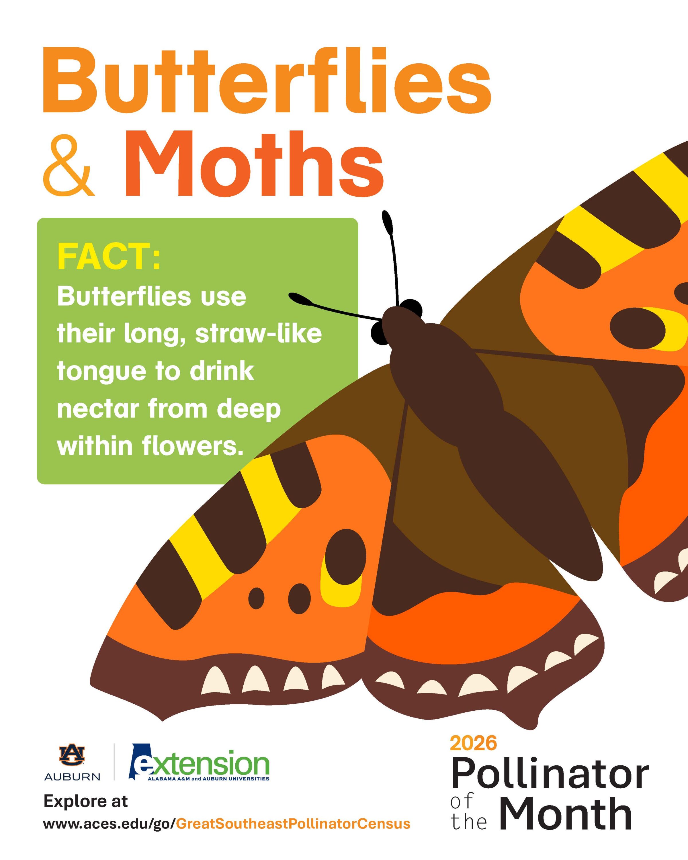 A illustrated graphic with a butterfly.