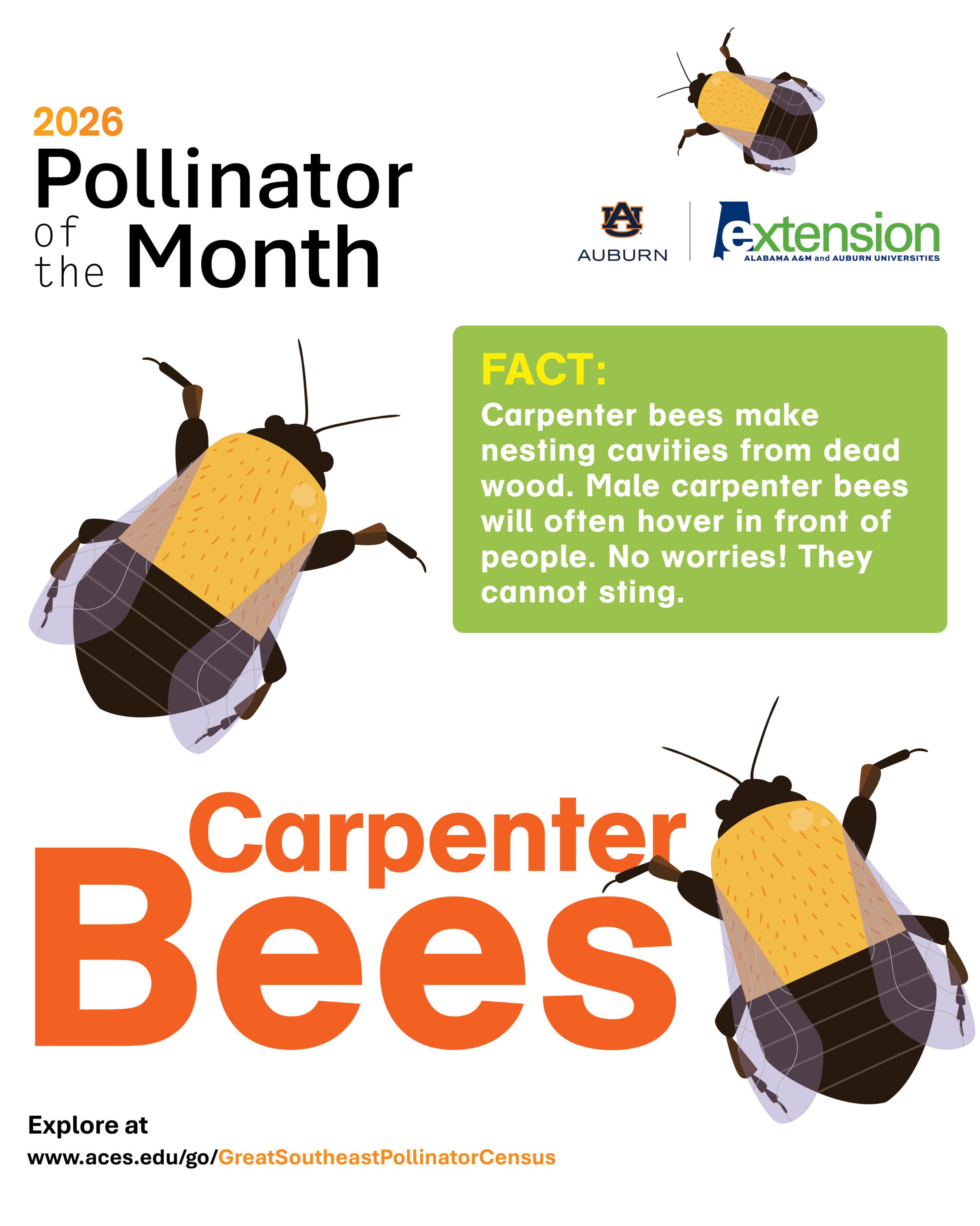 An illustrated graphic of three carpenter bees.