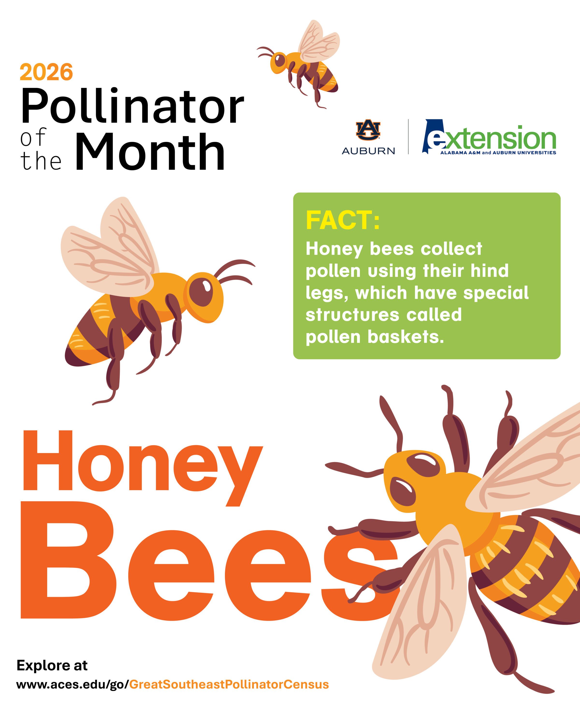 An illustrated graphic of honey bees.