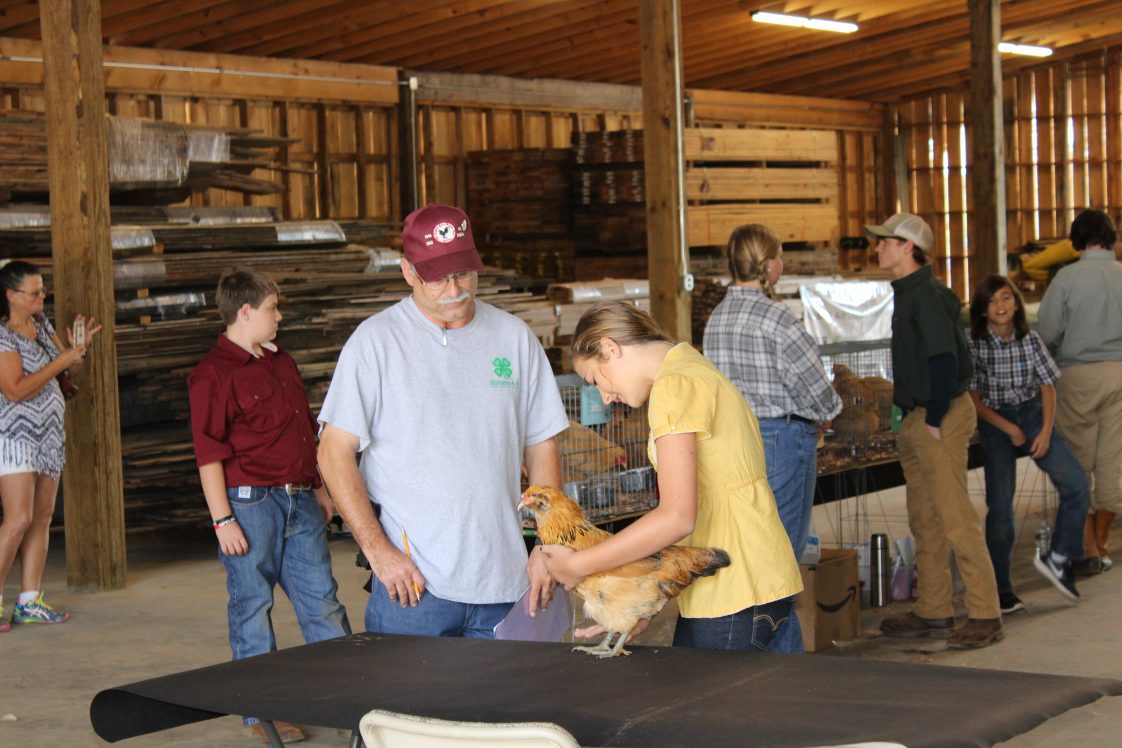 Lee County Annual Report - A 4-H student presents her poultry project for judging.