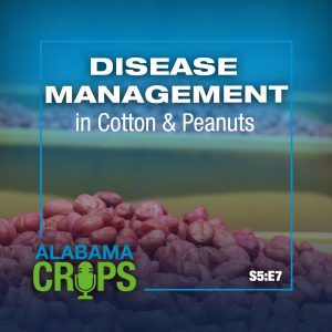 Alabama Crops Podcast graphic for season 5 episode 7: Disease Management in Cotton & peanuts