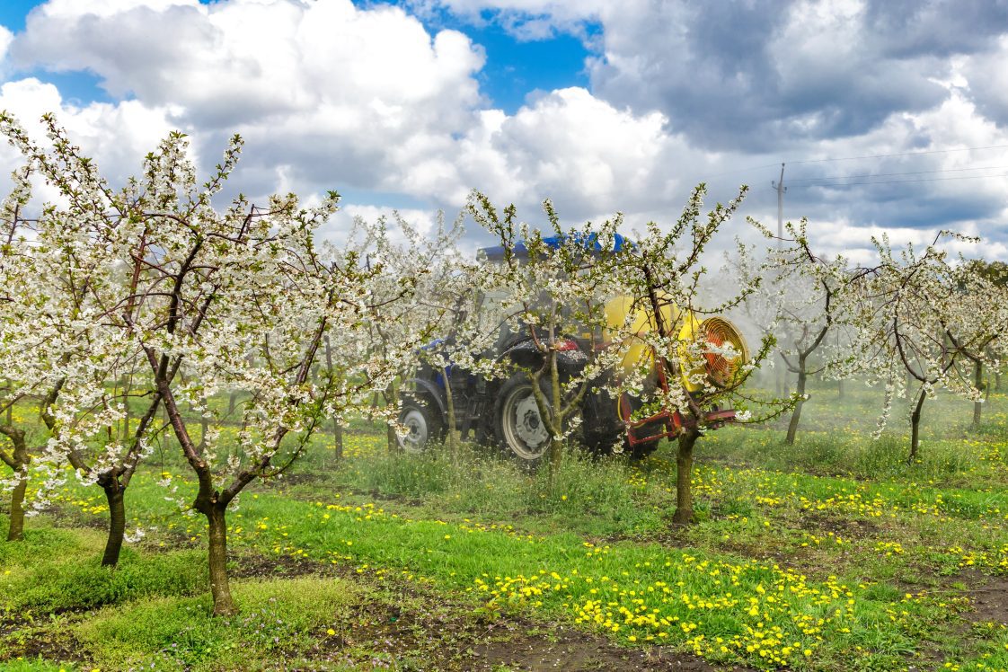 An apple producer spraying his orchard using in airblast sprayer.