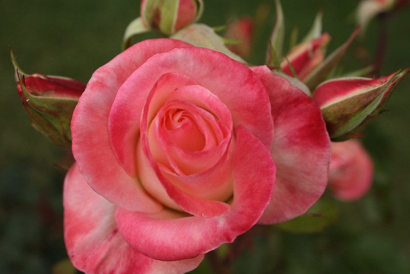 A pale-pink rose.
