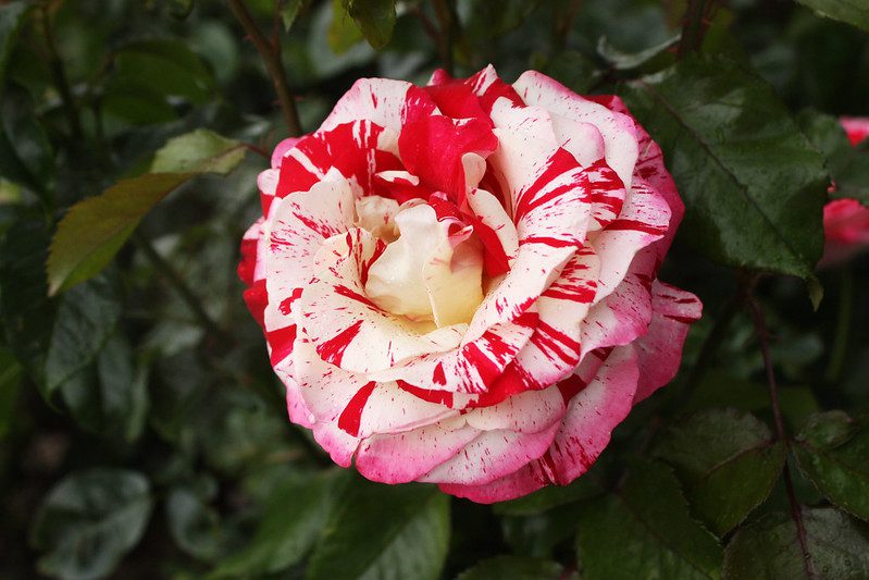 A red and white rose.