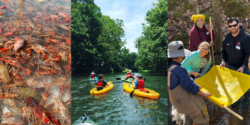 A photo collage with crawfish in a holding tank, youn people kayaking down a river, and a group of people work in a creek bed.