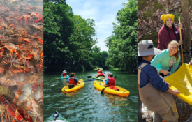 A photo collage with crawfish in a holding tank, youn people kayaking down a river, and a group of people work in a creek bed.
