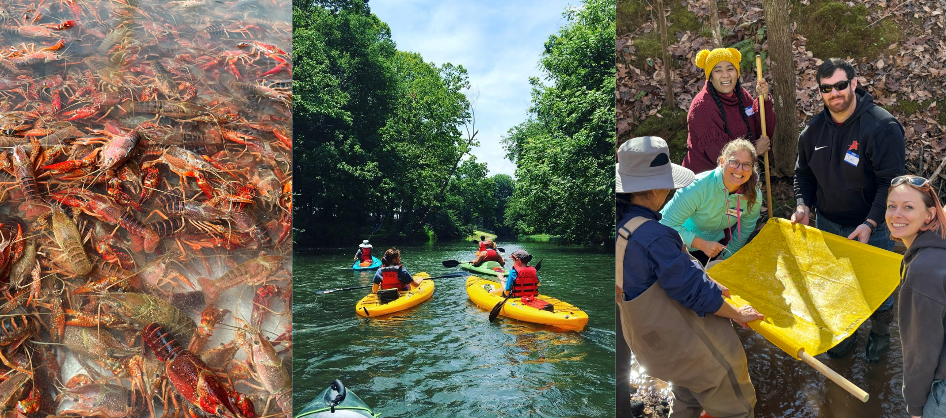 A photo collage with crawfish in a holding tank, youn people kayaking down a river, and a group of people work in a creek bed.