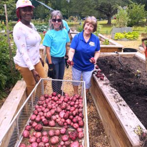 A group of Extension Master Gardener volunteers digging potatoes in a raised-bed garden.