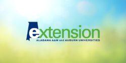 The Alabama Extension logo on an abstract blurred background illustration of a summer blue sky with lush green foliage of trees, bushes and grass