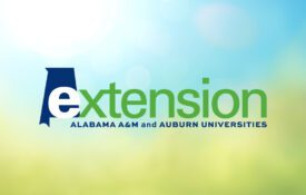 The Alabama Extension logo on an abstract blurred background illustration of a summer blue sky with lush green foliage of trees, bushes and grass