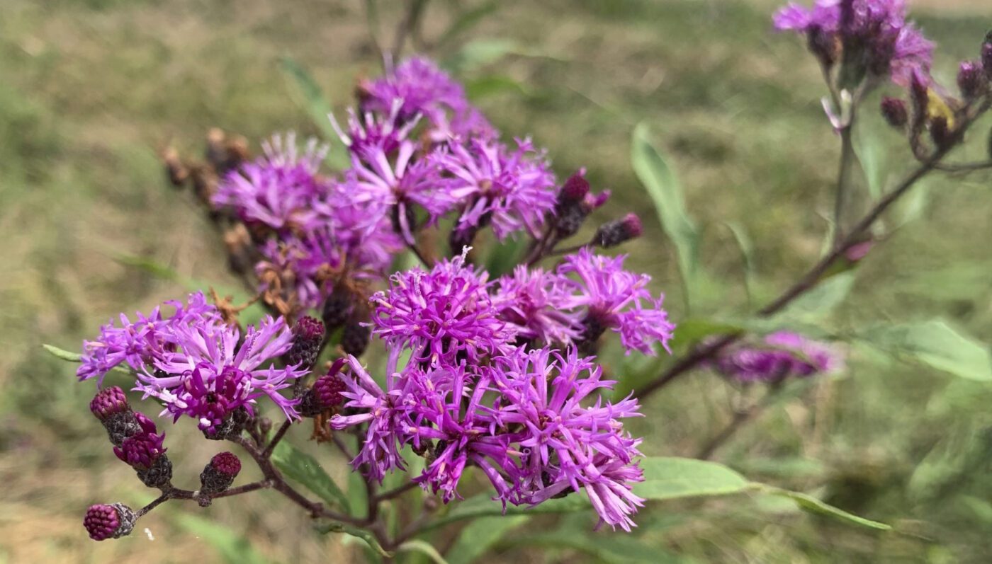 A purple pasture weed