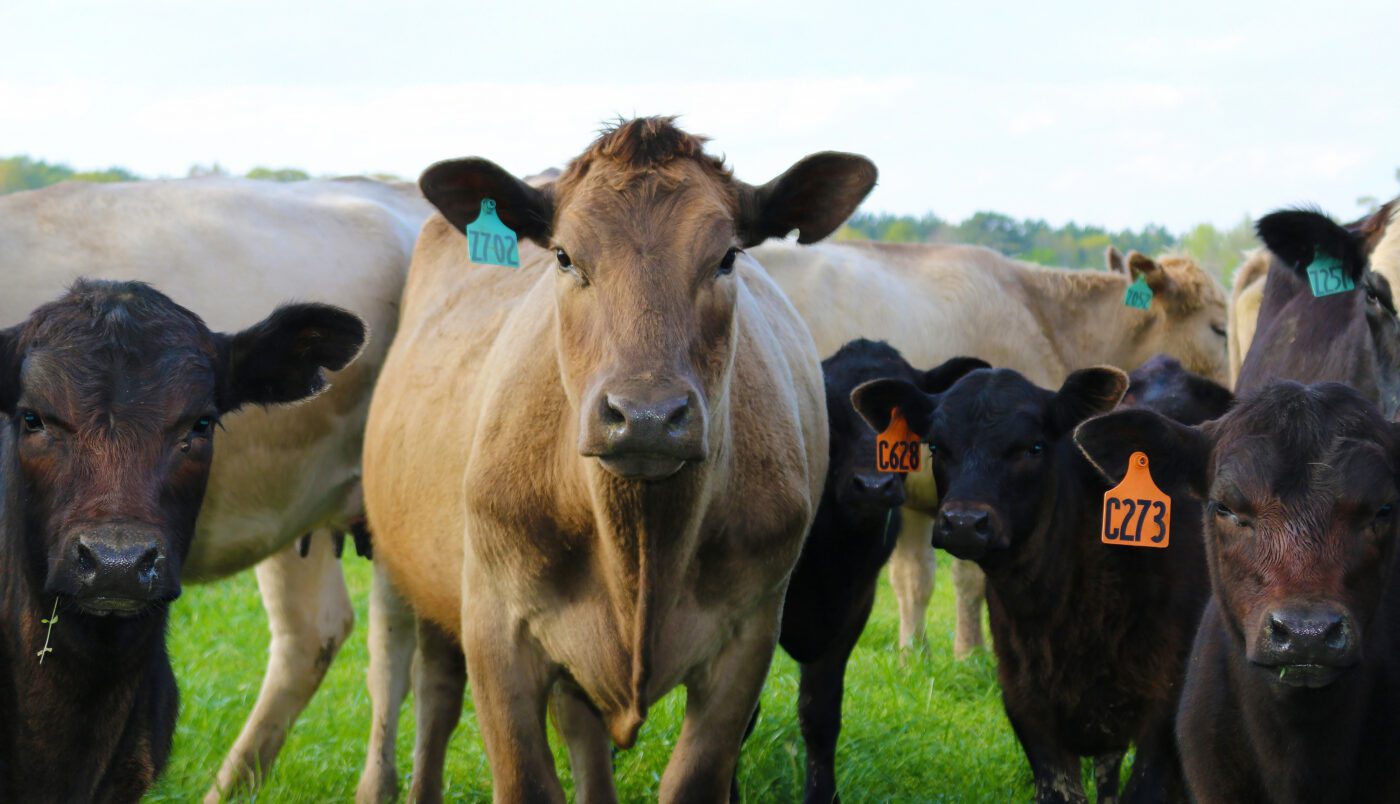 Beef cattle grazing in winter grazing in Autauga County, Alabama.
