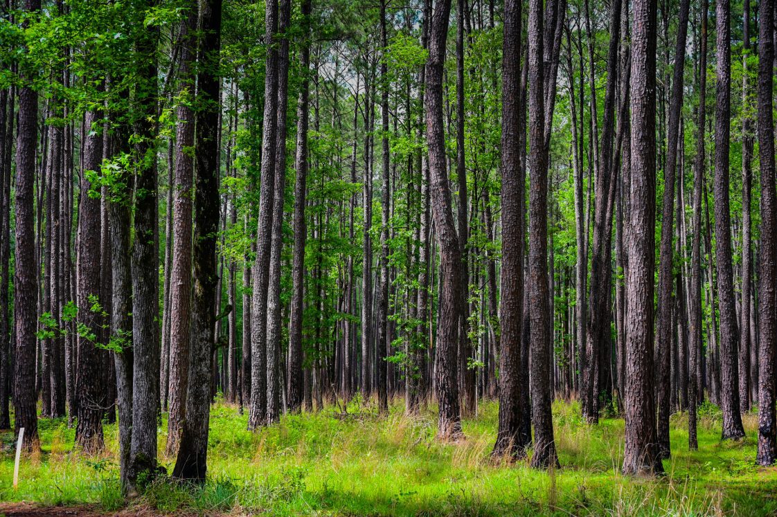 Pine Tree grove in Congaree National Park - Richland County SC