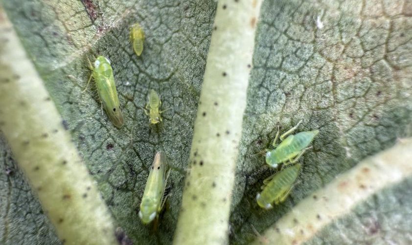 Cotton jassids on a cotton leaf