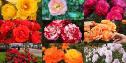 A collage of roses of different colors.