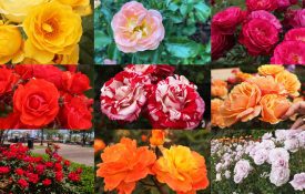 A collage of roses of different colors.