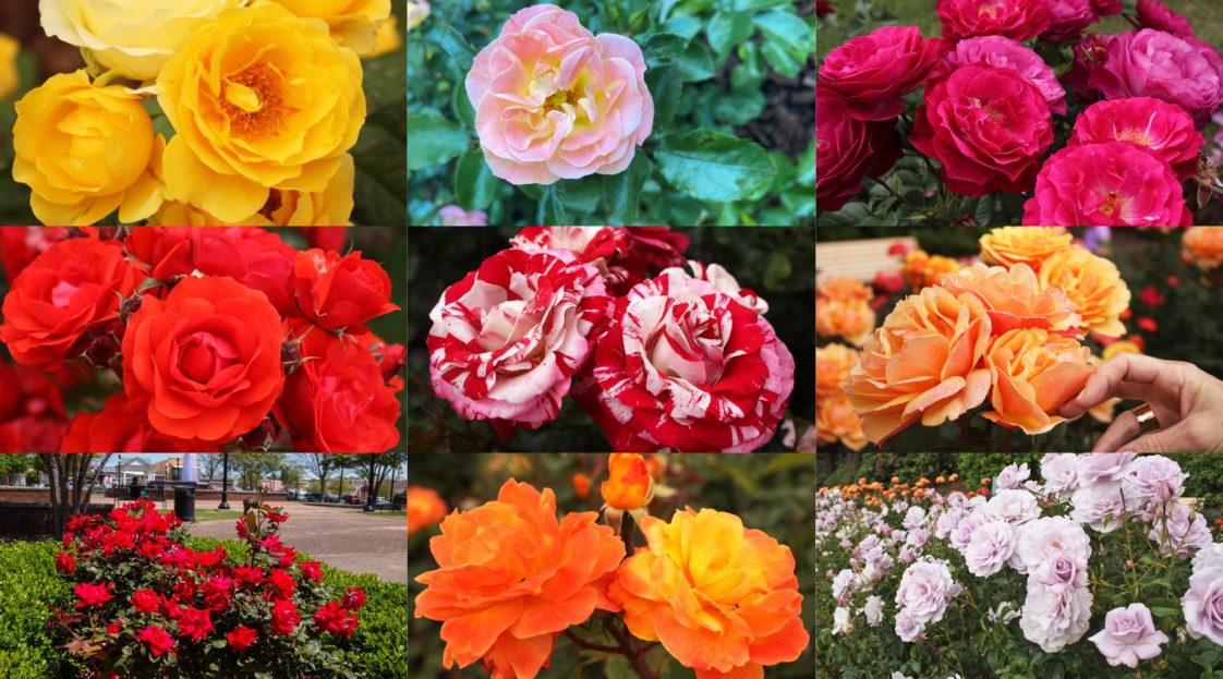 A collage of roses of different colors.