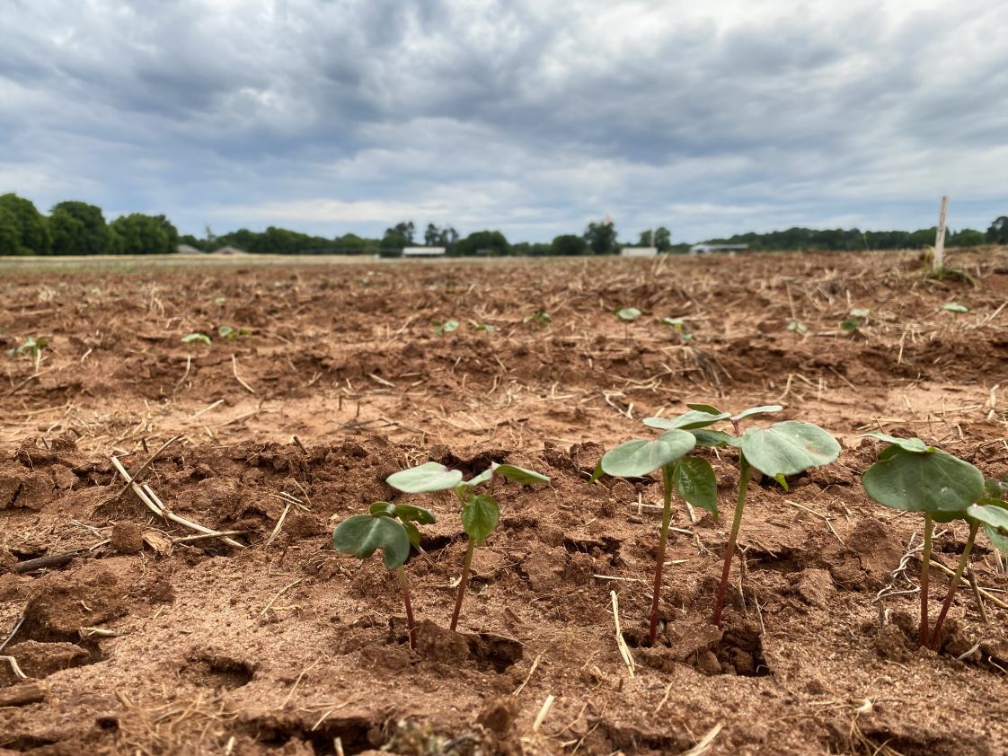 cotton seedlings