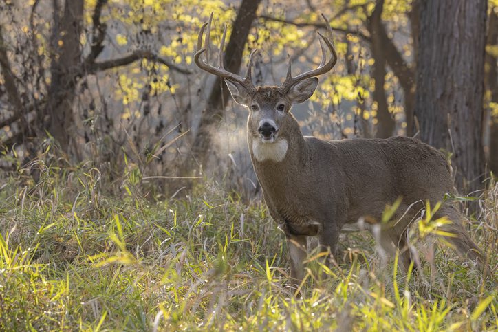 White-tailed Deer buck rut