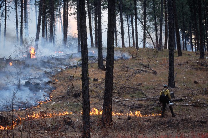 Fire crews use drip torches to ignite grasses on the forest floor during a prescribed burn.