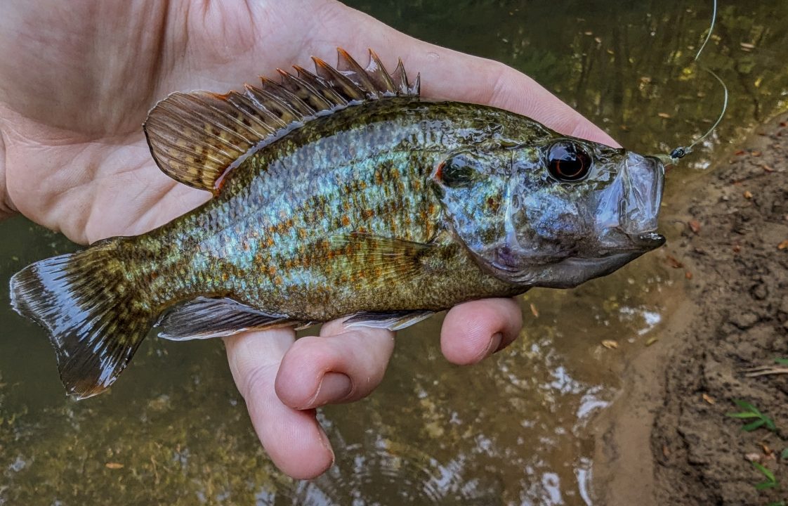 Figure 10. Warmouth.