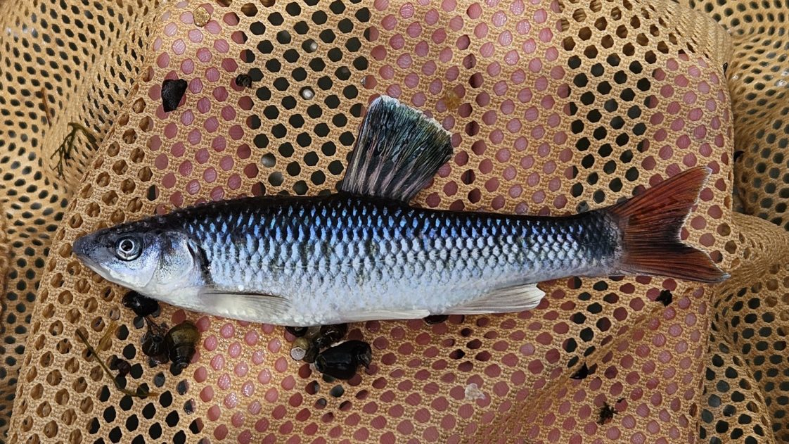 Figure 12. Alabama shiner. (Photo credit: Jason Dattilo)