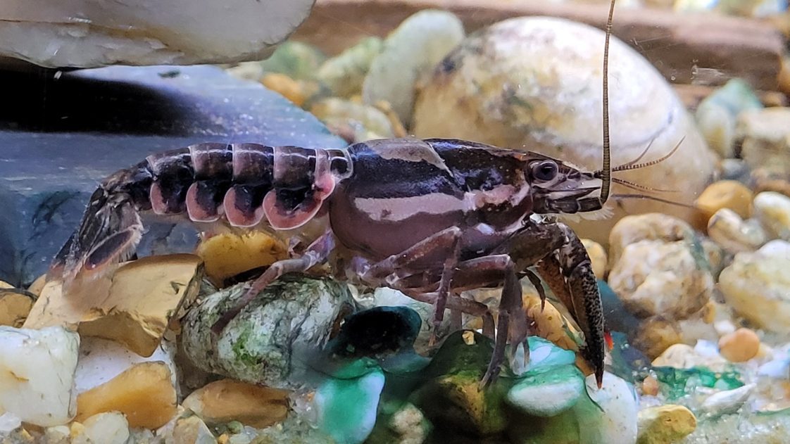 Figure 4. Sly crayfish. (Photo credit: Jason Dattilo)