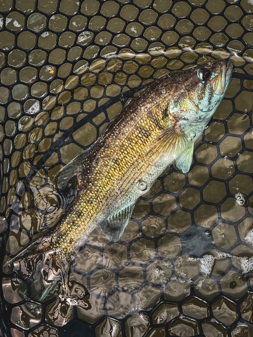 Figure 9. Tallapoosa redeye bass. (Photo credit: Rowell Guevarra)