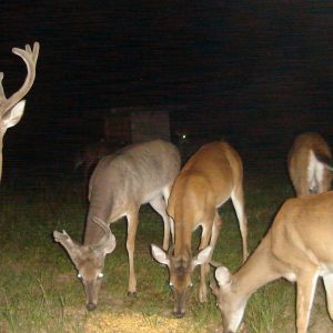buck and does feeding, captured on a trail camera
