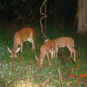 does and fawns feeding, captured on a trail camera
