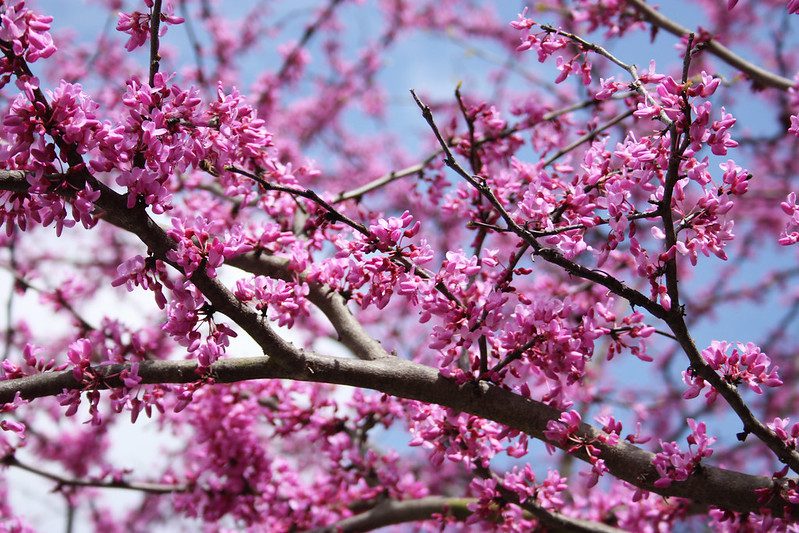 Flowering redbud tree in bloom.