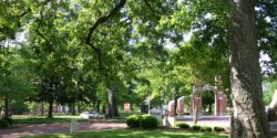 A tree-covered public area in a city.