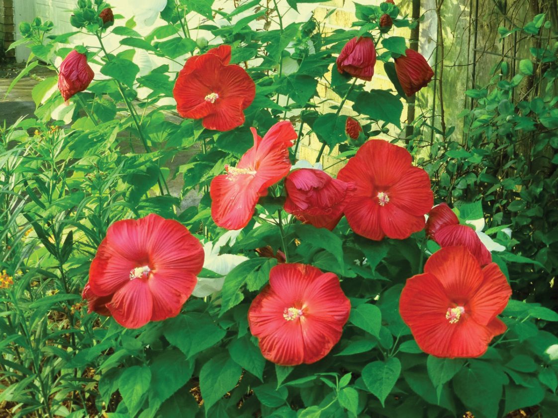 Figure 1. ‘Dixie Belle’ grown from seed.