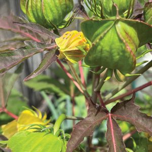 Figure 5. Yellowing buds from gall midge.