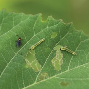 Figure 4. Hibiscus sawflies, adult (left) and larvae (right). (Photo credit: John Olive, Auburn University, Bugwood.org)