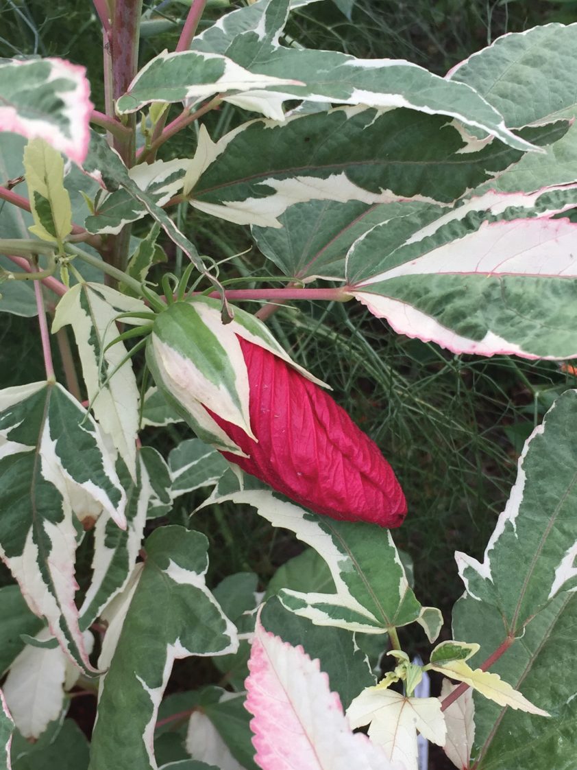 Figure 2. ‘Summer Carnival’ variegated hardy hibiscus.
