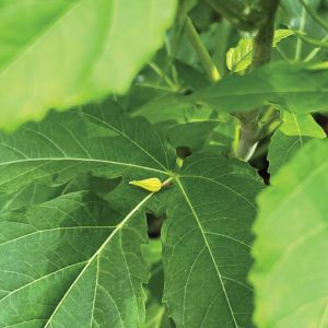 Figure 6. Hibiscus bud midge bud drop.