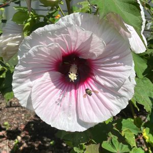 Figure 7. ‘Angel eyes’.