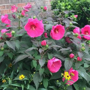 Figure 8. ‘Head Over Heels Passion’.