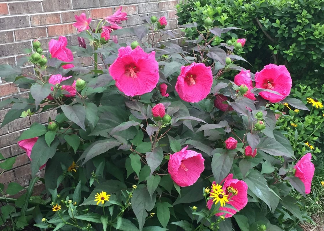 Figure 8. ‘Head Over Heels Passion’.