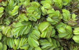 Giant salvinia in the water